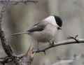 Буроголовая гаичка фото (Parus montanus) - изображение №2792 onbird.ru.<br>Источник: shropshirebirder.co.uk